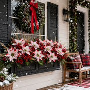 Christmas Poinsettia Floral Arrangement Collection