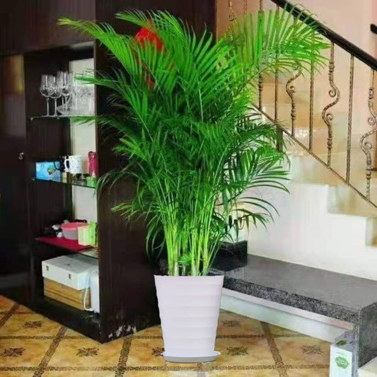 Dypsis lutescens indoor living room large green plants home decoration