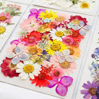Natural dried pressed botanicals for resin jewelry and scrapbooking projects