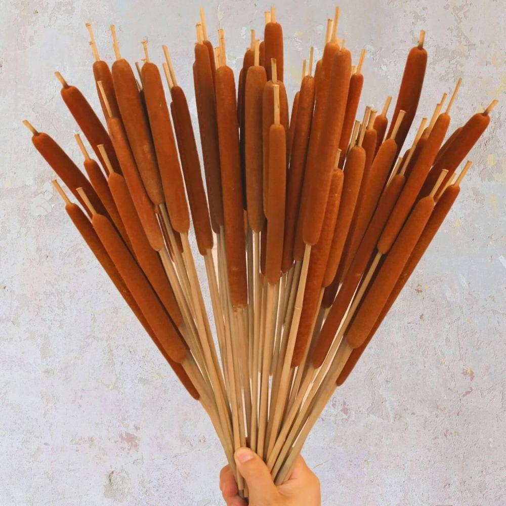 Dried Natural Brown Cattail Stems Bundle 10pcs | Real Bulrush for DIY Floral Wedding Rustic Boho Home Decor