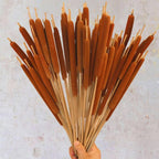 Dried Natural Brown Cattail Stems Bundle 10pcs | Real Bulrush for DIY Floral Wedding Rustic Boho Home Decor