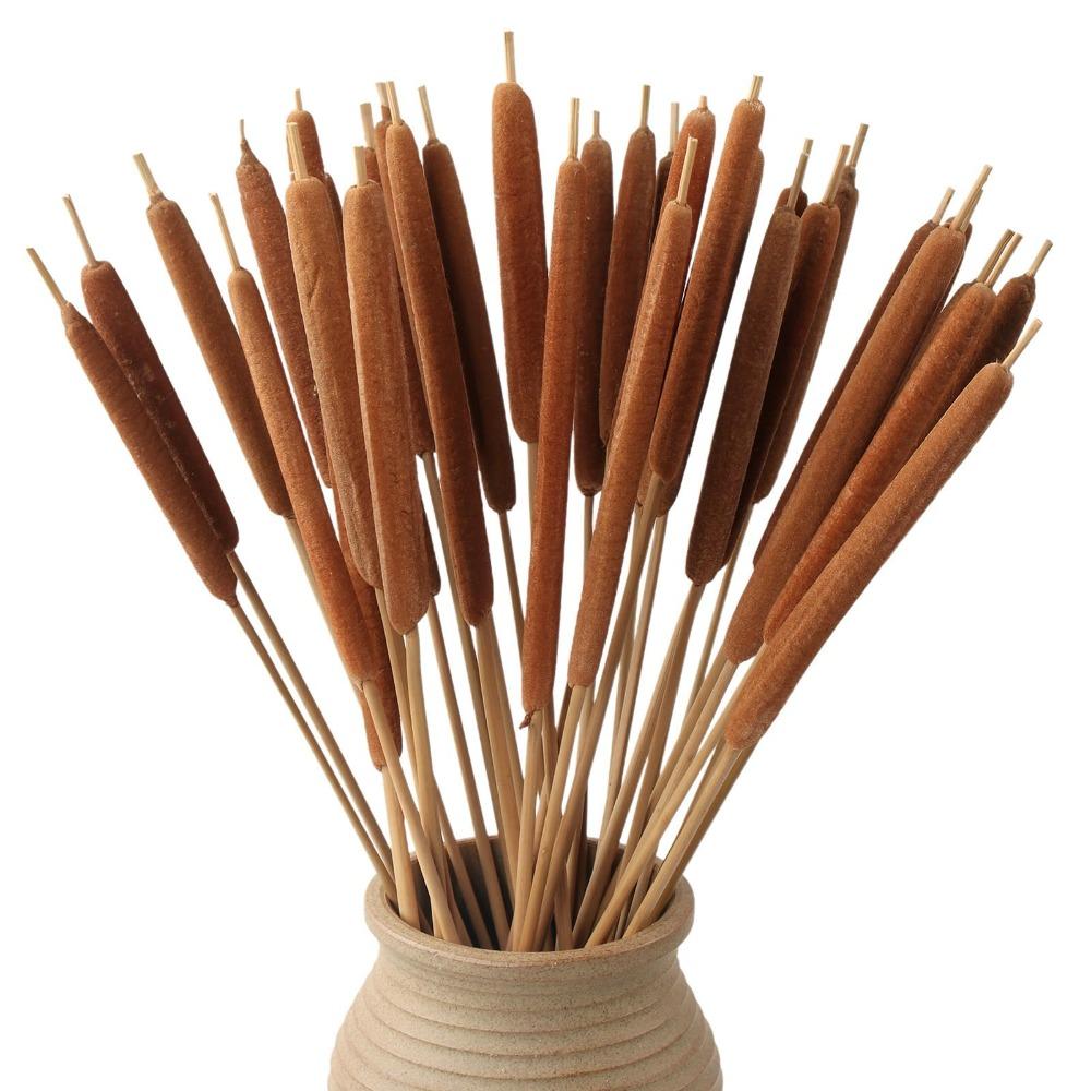 Dried Natural Brown Cattail Stems Bundle 10pcs | Real Bulrush for DIY Floral Wedding Rustic Boho Home Decor
