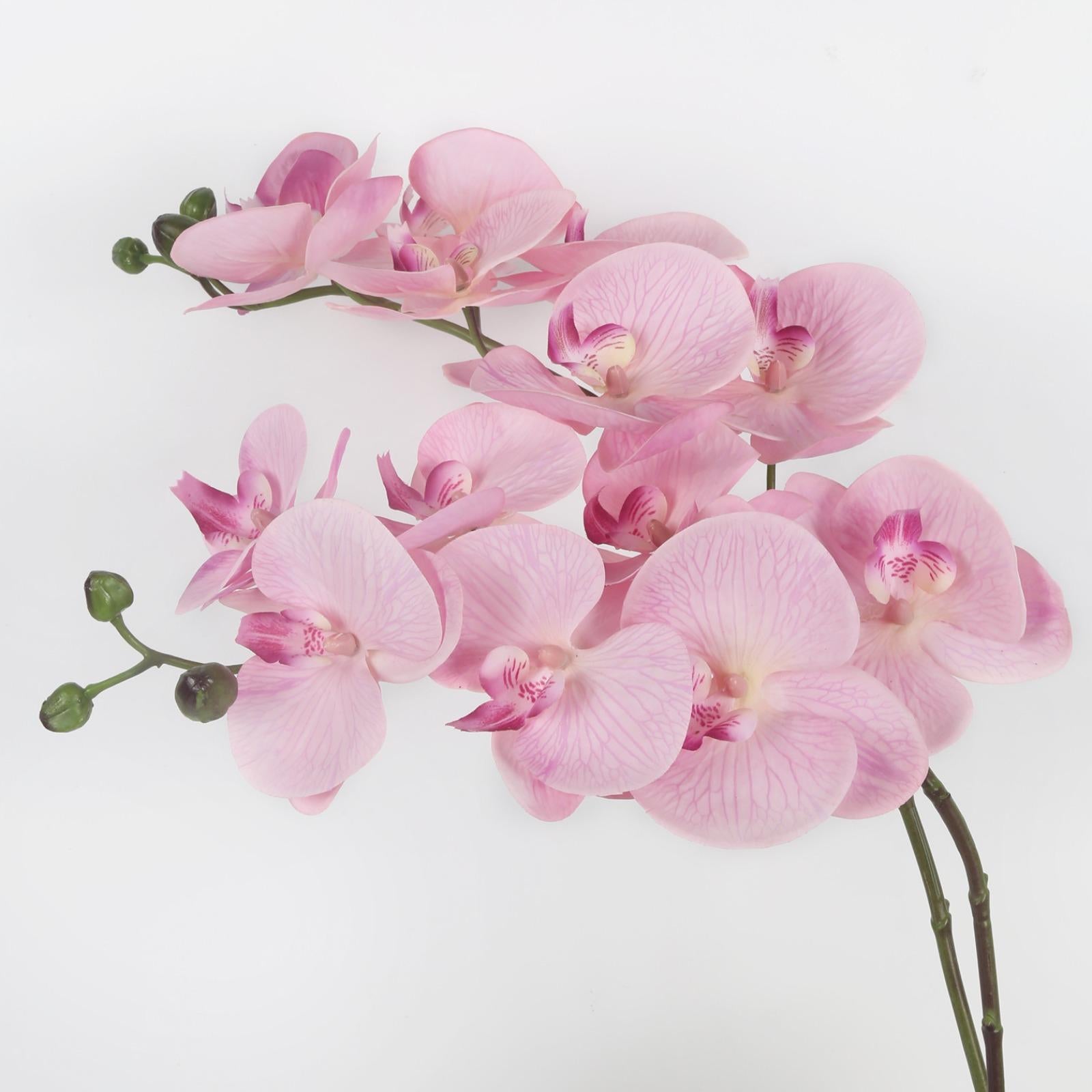 Real Touch Phalaenopsis Orchid Branches 34 inch 2pcs | Wedding Home Party Bridal Shower & Graduation Decor in White Pink Light Purple Purple Orange Champagne