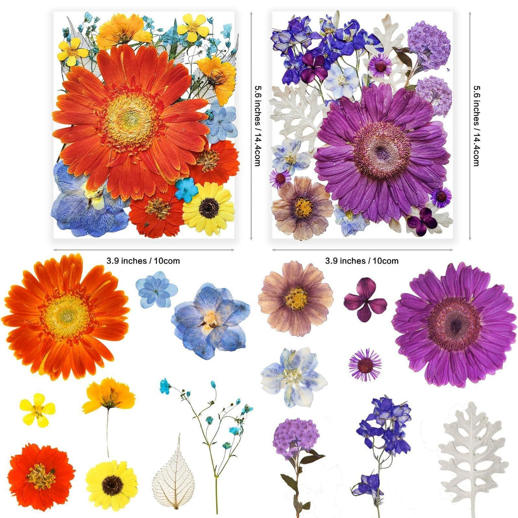 Assorted natural dried pressed flower set for resin and craft projects