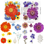 Assorted natural dried pressed flower set for resin and craft projects