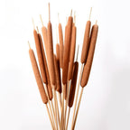 Dried Natural Brown Cattail Stems Bundle 10pcs | Real Bulrush for DIY Floral Wedding Rustic Boho Home Decor