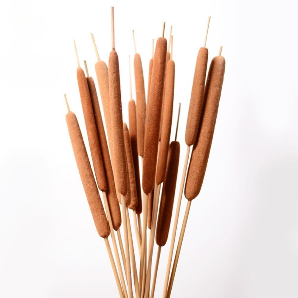 Dried Natural Brown Cattail Stems Bundle 10pcs | Real Bulrush for DIY Floral Wedding Rustic Boho Home Decor