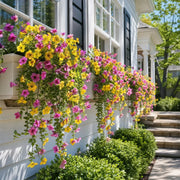 Artificial Hanging Petunia Bush – Pink & Yellow, Set of 4, 36x70cm
