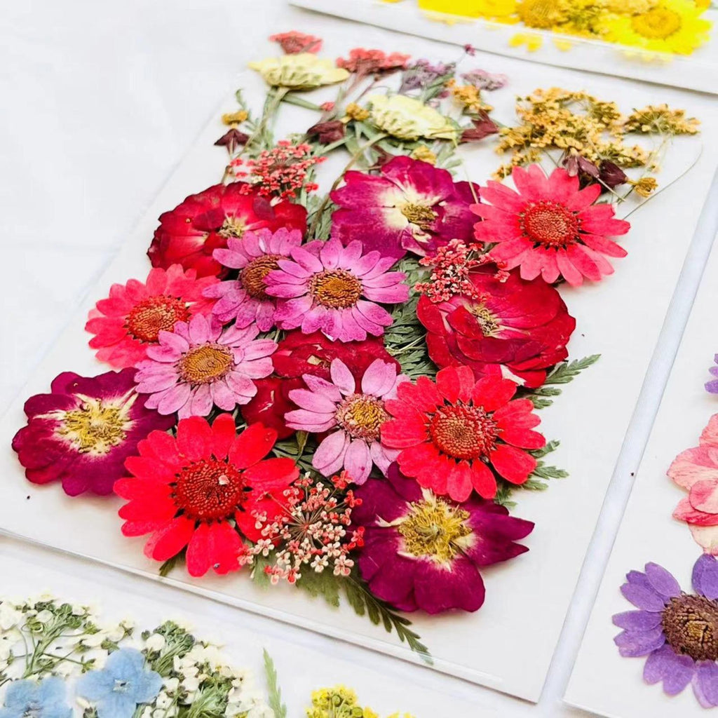 Real pressed flowers for nail art decoration and scrapbooking