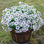 Collection of UV resistant flower bouquet set of 6 for colorful outdoor by IPOPU