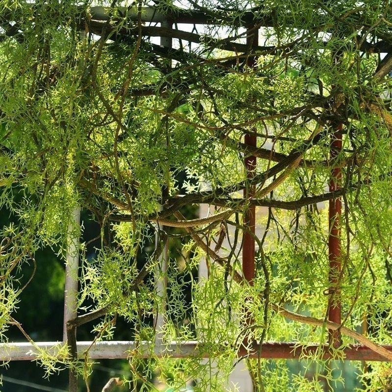 Artificial Twig Vine Garland | Long Faux Greenery Wall Hanging for Home Wedding Backdrop & Party Decor