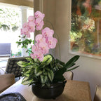 Real Touch Phalaenopsis Orchid Branches 34 inch 2pcs | Wedding Home Party Bridal Shower & Graduation Decor in White Pink Light Purple Purple Orange Champagne