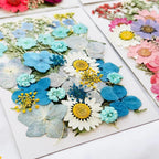 Natural botanical pressed flowers for greeting cards and craft projects