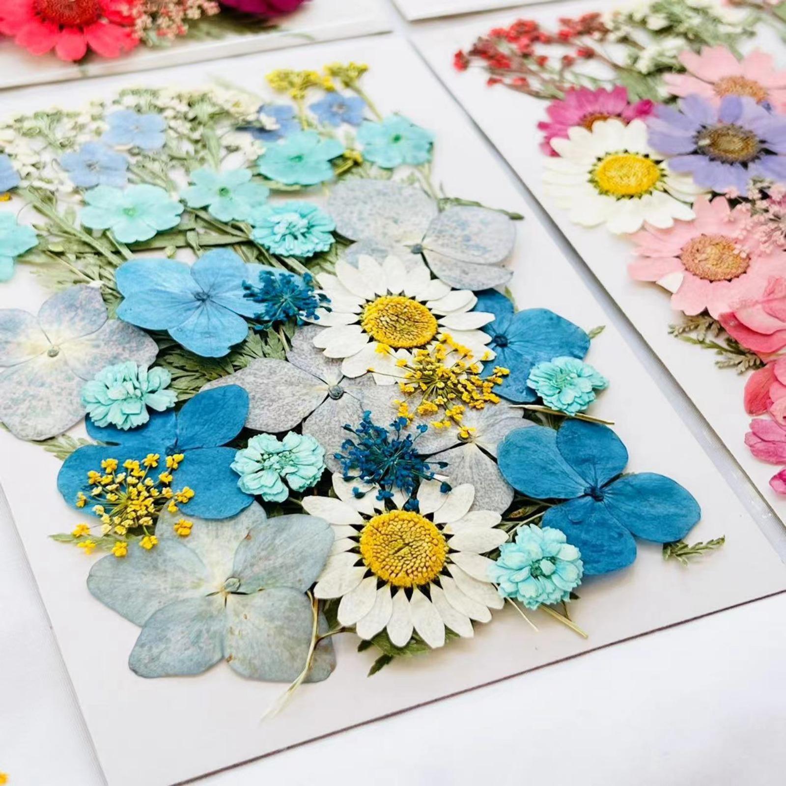 Natural botanical pressed flowers for greeting cards and craft projects