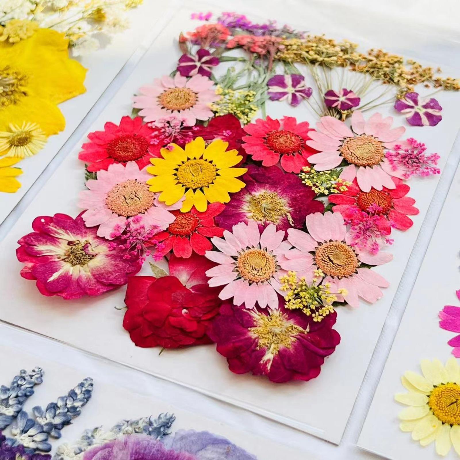 Dried pressed flower set showing variety of shapes and colors for DIY crafts