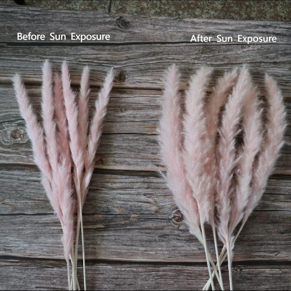 Blush Pink Dried Pampas Grass Bouquet | Natural Boho Wedding Home Farmhouse Decor Centerpiece