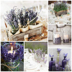 Dried Lavender Flower Bunch | Natural Home Fragrance Wedding Party Photography & DIY Flower Arrangements