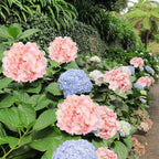 Artificial Hydrangea Bouquet 4 Packs 28 Stems | Wedding Centerpiece Baby Shower Home & Party Decor in Blue Pink Red White Champagne
