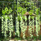 Artificial Wisteria Vine Garland 12pcs 3.6ft | Wedding Arch Garden Home & Party Decor in White Purple Pink Blue 7 Colors