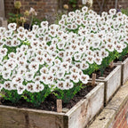 Artificial Pansy Flowers Outdoor Spring Flowers Pansies Wildflower UV Resistant Plants Faux Impatiens for Window Box Wedding Party Outside Garden Porch Decor