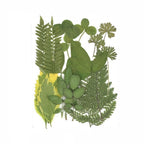 Green real natural dried flowers dry leaves for resin molds epoxy jewelry candle soap DIY craft