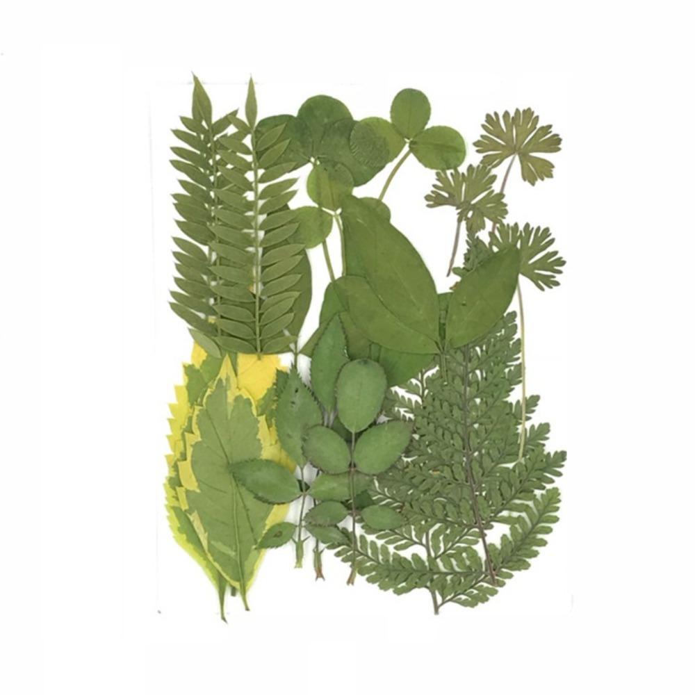 Green real natural dried flowers dry leaves for resin molds epoxy jewelry candle soap DIY craft